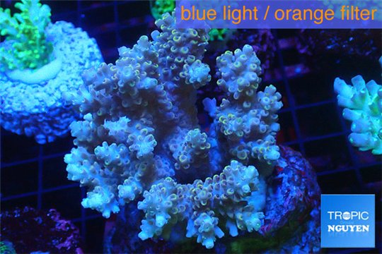 Acropora microclados Indonesia 8-12 cm WYSIWYG acclimaté