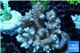 Acropora microclados Indonesia 8-12 cm WYSIWYG acclimaté