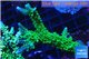 Acropora green & purple tip 5-7 cm WYSIWYG acclimaté