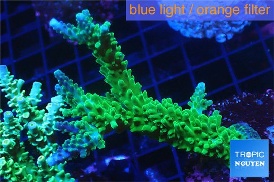 Acropora green & purple tip 5-7 cm WYSIWYG acclimaté