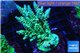 Acropora green & purple tip 6-8 cm WYSIWYG acclimaté