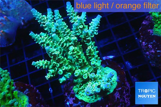 Acropora green & purple tip 6-8 cm WYSIWYG acclimaté