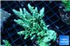 Acropora green & purple tip 6-8 cm WYSIWYG acclimaté