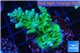 Acropora green & purple tip 4-6 cm WYSIWYG acclimaté
