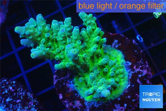 Acropora green & purple tip 4-6 cm WYSIWYG acclimaté
