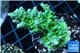 Acropora green & purple tip 4-6 cm WYSIWYG acclimaté