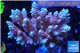 Acropora microclados Indonesia 8-12 cm WYSIWYG acclimaté