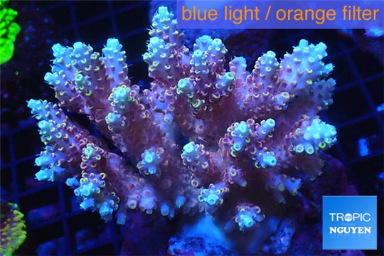 Acropora microclados Indonesia 8-12 cm WYSIWYG acclimaté