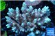 Acropora microclados Indonesia 8-12 cm WYSIWYG acclimaté