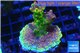 Acropora rainbow 4-6 cm WYSIWYG acclimaté