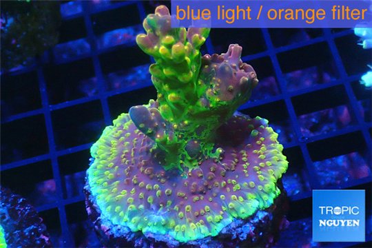 Acropora rainbow 4-6 cm WYSIWYG acclimaté