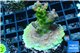 Acropora rainbow 4-6 cm WYSIWYG acclimaté