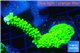 Acropora neon green 3-4 cm WYSIWYG acclimaté