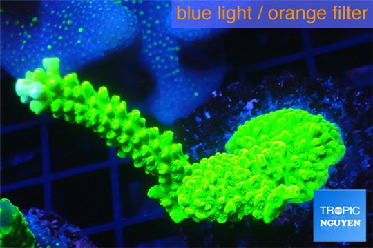 Acropora neon green 3-4 cm WYSIWYG acclimaté