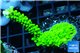 Acropora neon green 3-4 cm WYSIWYG acclimaté