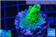 Acropora humilis green & yellow polyps Fijii 2-3 cm WYSIWYG acclimaté