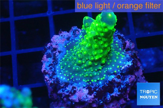 Acropora humilis green & yellow polyps Fijii 2-3 cm WYSIWYG acclimaté