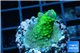 Acropora humilis green & yellow polyps Fijii 2-3 cm WYSIWYG acclimaté