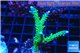 Acropora green & purple tip 4-6 cm WYSIWYG acclimaté