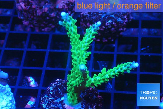Acropora green & purple tip 4-6 cm WYSIWYG acclimaté
