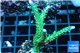 Acropora green & purple tip 4-6 cm WYSIWYG acclimaté