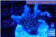 Acropora purple & white polyps Fijii 2-3 cm WYSIWYG acclimaté