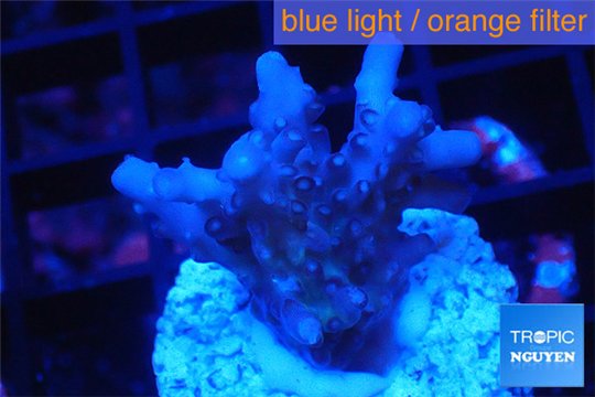 Acropora purple & white polyps Fijii 2-3 cm WYSIWYG acclimaté