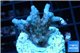 Acropora purple & white polyps Fijii 2-3 cm WYSIWYG acclimaté