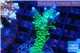 Acropora green & purple tip 4-6 cm WYSIWYG acclimaté