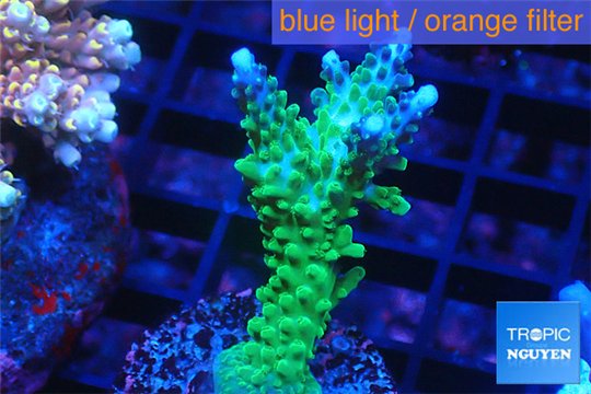 Acropora green & purple tip 4-6 cm WYSIWYG acclimaté