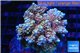 Acropora microclados rainbow Indonesia 8-12 cm WYSIWYG acclimaté