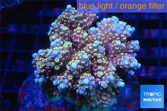 Acropora microclados rainbow Indonesia 8-12 cm WYSIWYG acclimaté