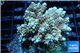 Acropora microclados rainbow Indonesia 8-12 cm WYSIWYG acclimaté