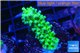 Acropora green 3-4 cm WYSIWYG acclimaté
