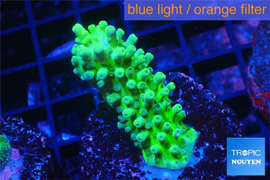 Acropora green 3-4 cm WYSIWYG acclimaté