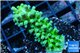 Acropora green 3-4 cm WYSIWYG acclimaté