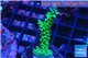 Acropora green & purple tip 4-6 cm WYSIWYG acclimaté