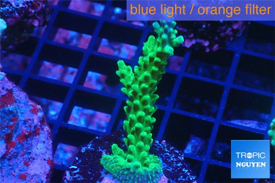 Acropora green & purple tip 4-6 cm WYSIWYG acclimaté