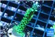 Acropora green & purple tip 4-6 cm WYSIWYG acclimaté