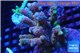 Acropora pink Indonesia 8-12 cm WYSIWYG acclimaté