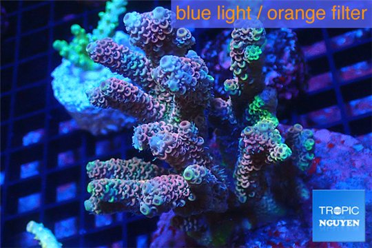 Acropora pink Indonesia 8-12 cm WYSIWYG acclimaté