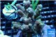 Acropora pink Indonesia 8-12 cm WYSIWYG acclimaté