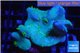 Sarcophyton full neon green polyps Australia 7-12 cm WYSIWYG acclimaté