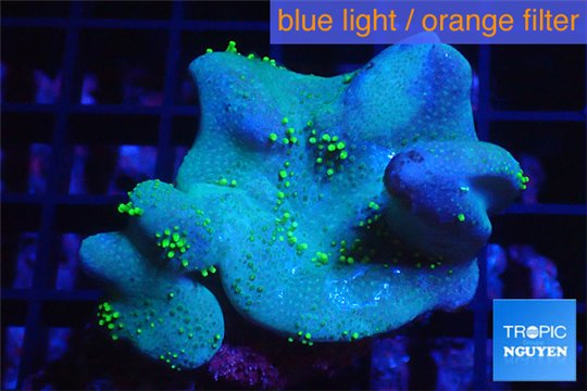Sarcophyton full neon green polyps Australia 7-12 cm WYSIWYG acclimaté
