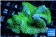 Sarcophyton full neon green polyps Australia 7-12 cm WYSIWYG acclimaté