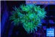 Duncanopsammia green 5-6 polyps WYSIWYG acclimaté