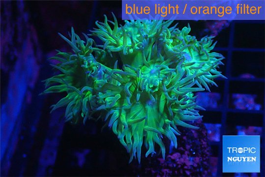 Duncanopsammia green 5-6 polyps WYSIWYG acclimaté