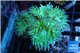 Duncanopsammia green 5-6 polyps WYSIWYG acclimaté