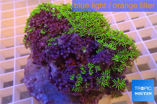 Pachyclavularia full neon green 8-13 cm WYSIWYG acclimaté