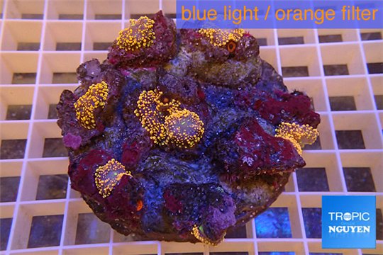Ricordea yuma red small polyps 8-12 cm WYSIWYG acclimaté